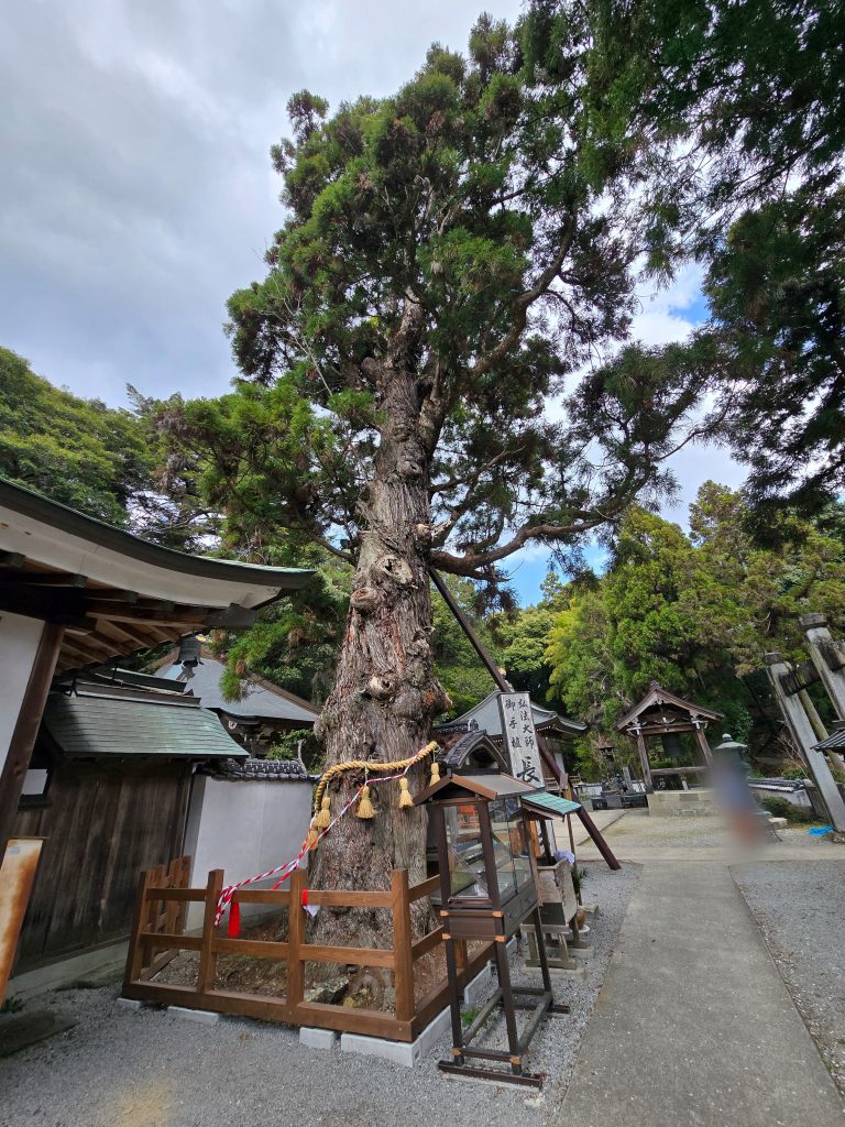 「四国八十八ヶ所霊場　第２番札所　極楽寺」長命杉