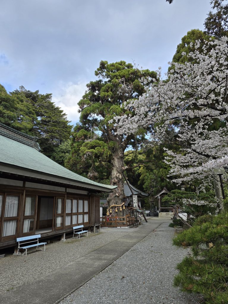 「四国八十八ヶ所霊場　第２番札所　極楽寺」長命杉全体