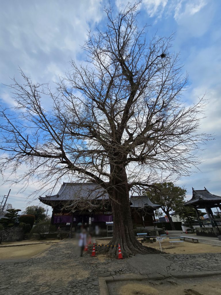四国八十八ヶ所霊場　第５番札所　地蔵寺　　たらちね大銀杏‐樹齢800年を越えるといわれる大木。
